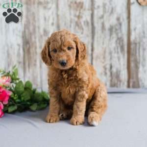 Teresa, Mini Goldendoodle Puppy